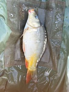 Mirror Carp