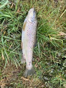 Brown Trout