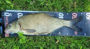 Common Bream