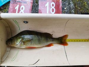 European Perch