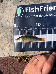 European Perch
