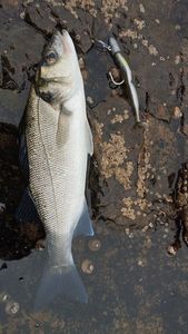 European Bass (Seabass)
