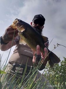 Largemouth Bass