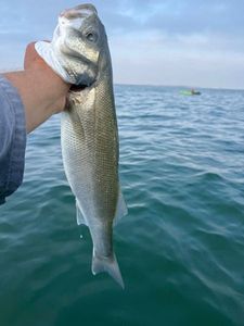 European Bass (Seabass)