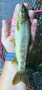Brown Trout