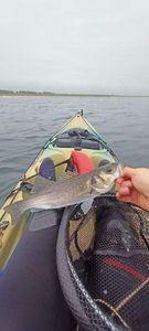 European Bass (Seabass)