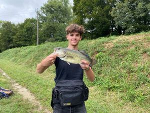 Largemouth Bass