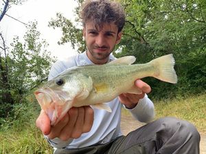 Largemouth Bass