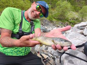Brown Trout