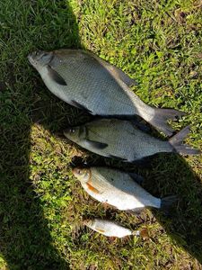 Common Bream