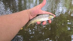 Brown Trout