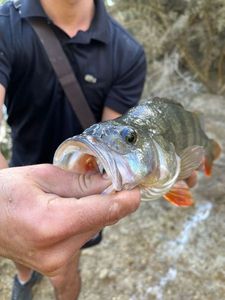 European Perch