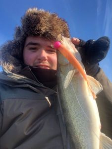 Zander