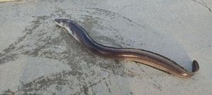 Conger