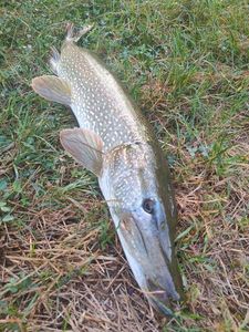 Northern Pike