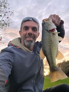 Largemouth Bass