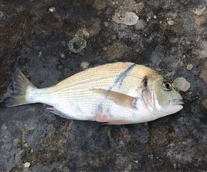 Gilthead Seabream