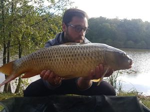 Common Carp