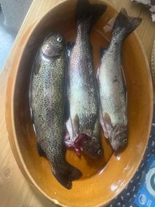 Rainbow Trout