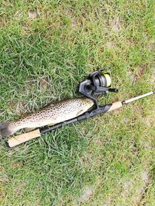 Brown Trout