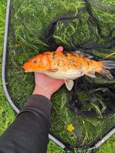 Koï Fish