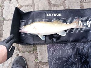 Zander