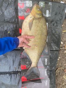Common Bream