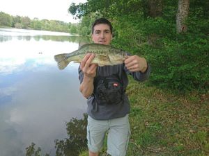Largemouth Bass