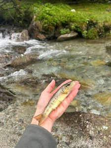 Brown Trout