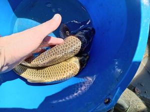 Common Carp