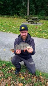 European Perch