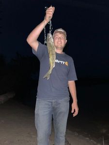 Walleye