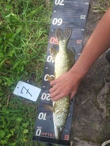 Northern Pike