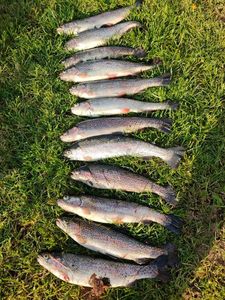 Rainbow Trout