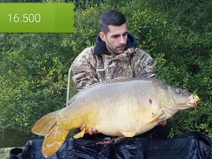 Mirror Carp