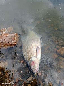 Common Bream