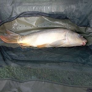 Leather Carp