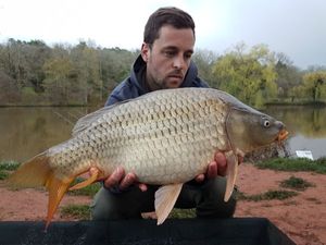 Common Carp