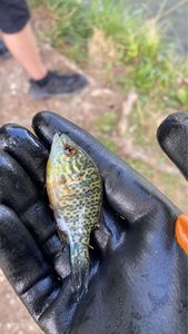 Green Sunfish