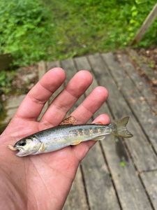 Brown Trout