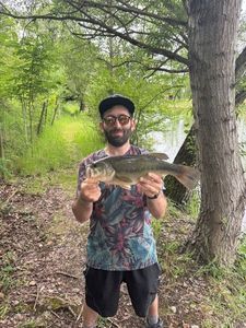 Largemouth Bass