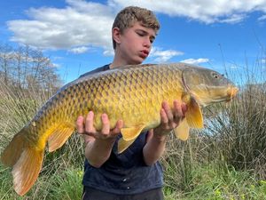 Common Carp