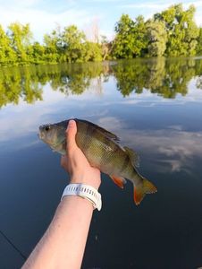 European Perch