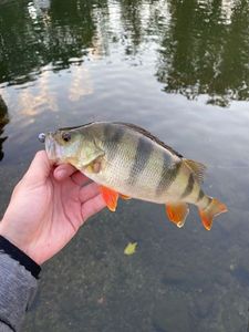 European Perch