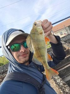 European Perch