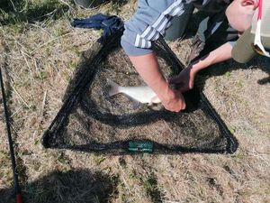 Common Bream