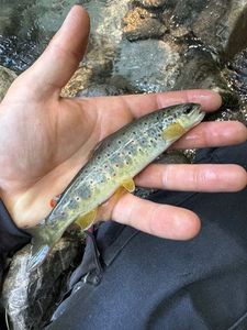 Brown Trout