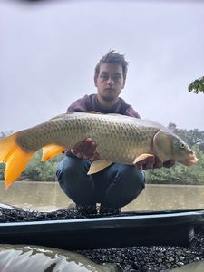 Common Carp