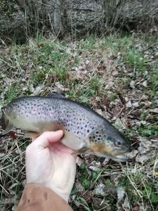 Brown Trout