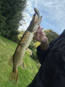 Northern Pike